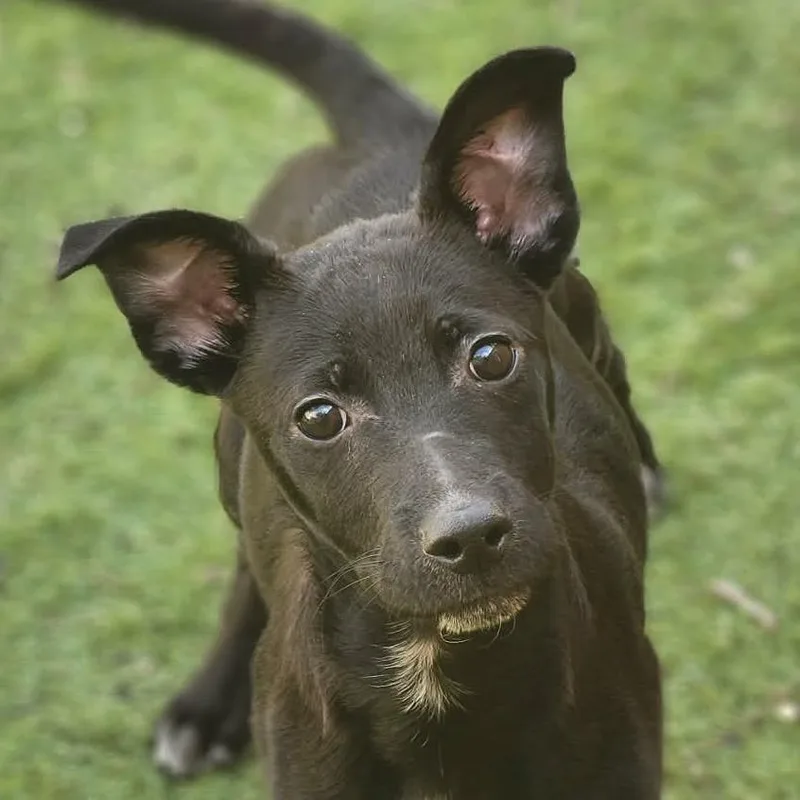 A baby medium-sized male Black Basenji dog named Titus Jum for adoption in Austin, TX