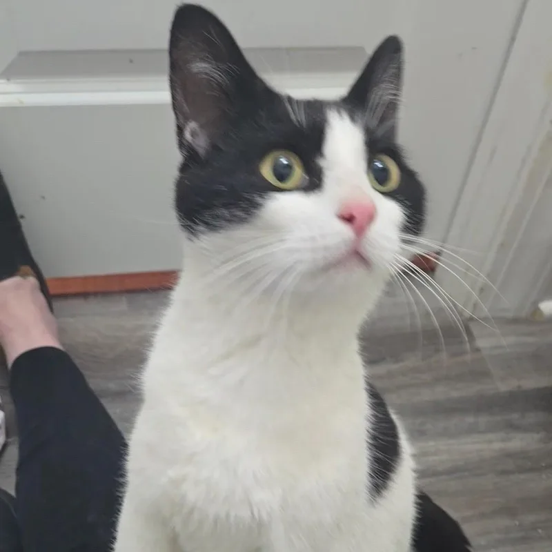 An adult medium-sized female Black & White / Tuxedo Domestic Short Hair cat named Belle for adoption in SNOW HILL, NC
