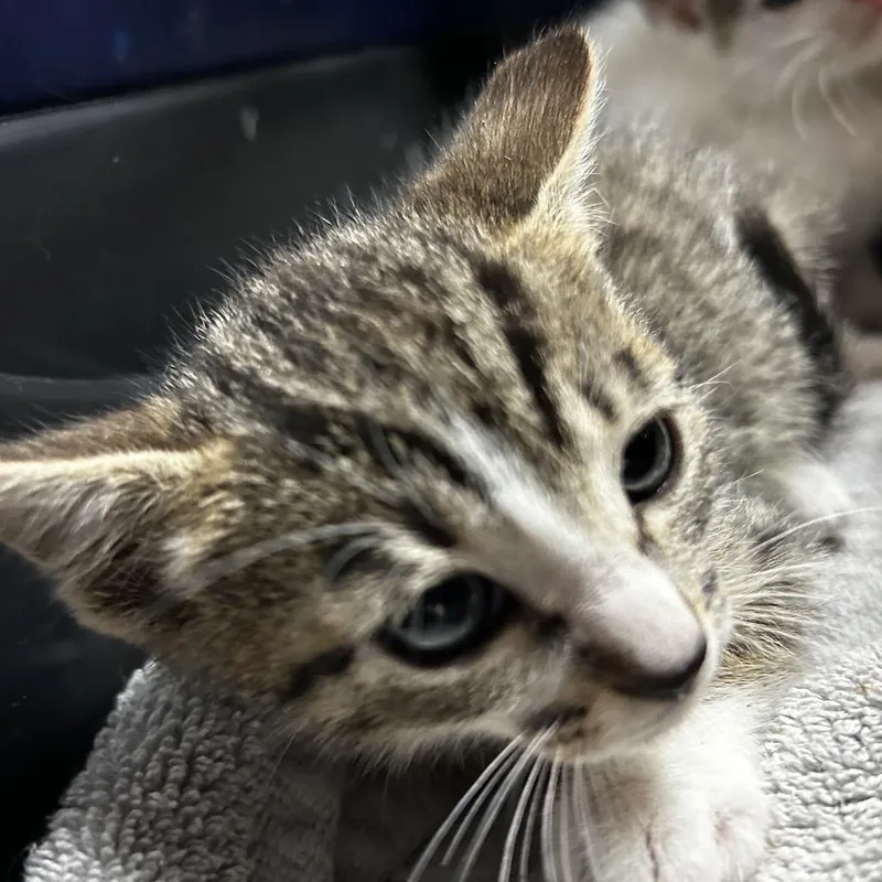 A baby small-sized male White Domestic Short Hair cat named Broth for adoption in Leander, TX