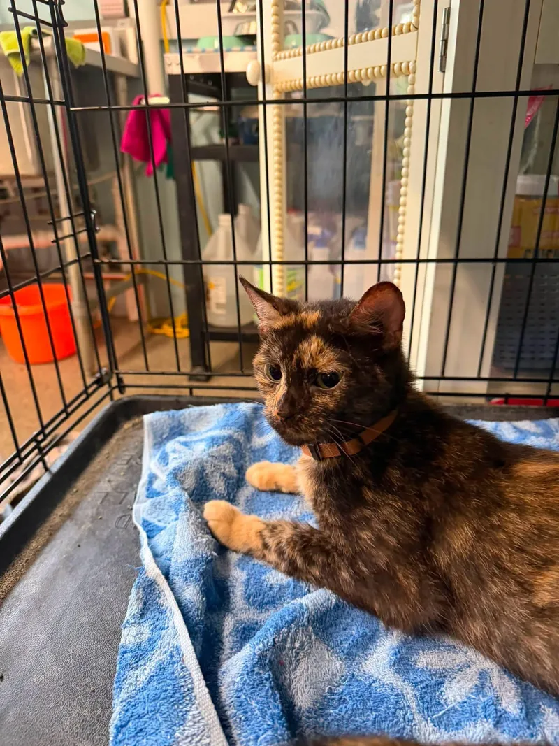 An adult medium-sized female Domestic Short Hair cat named Sassy for adoption in Warren, OH