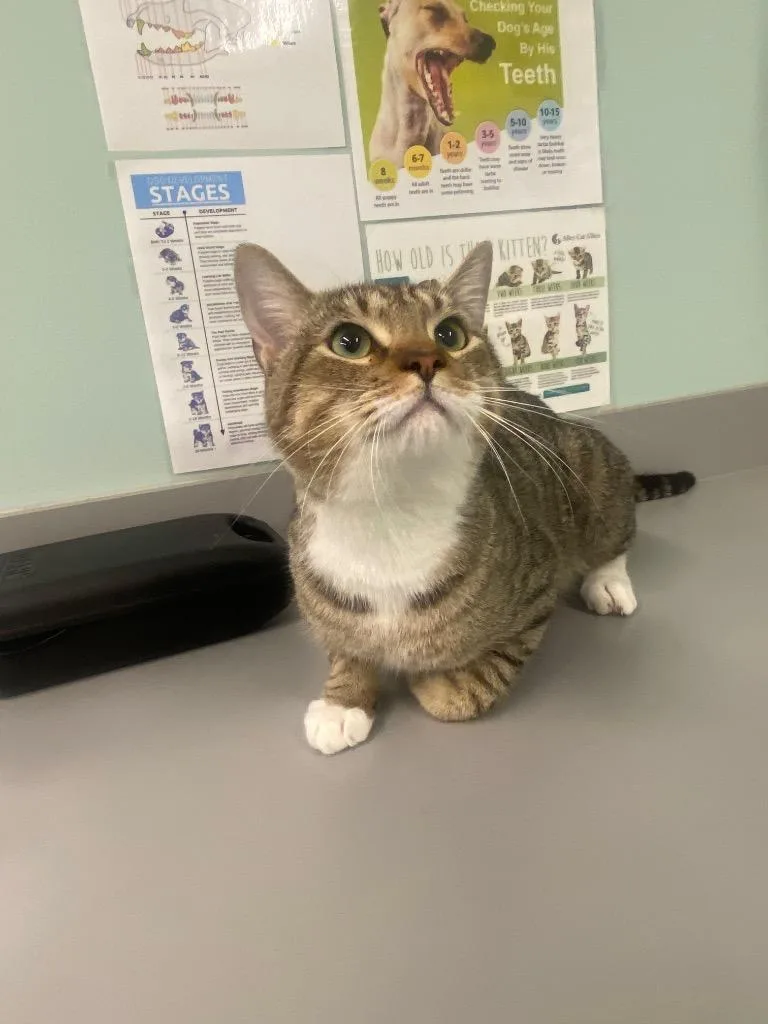 A young medium-sized male Domestic Short Hair cat named Cocoa for adoption in Athens, TN