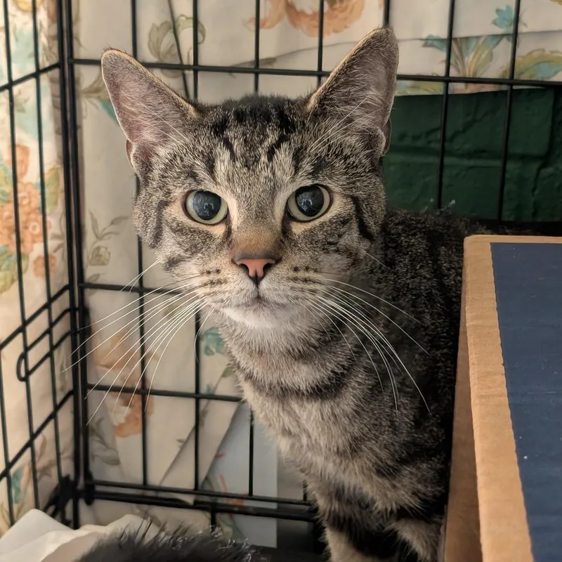 A young medium-sized male Domestic Short Hair cat named Beech for adoption in Tacoma, WA