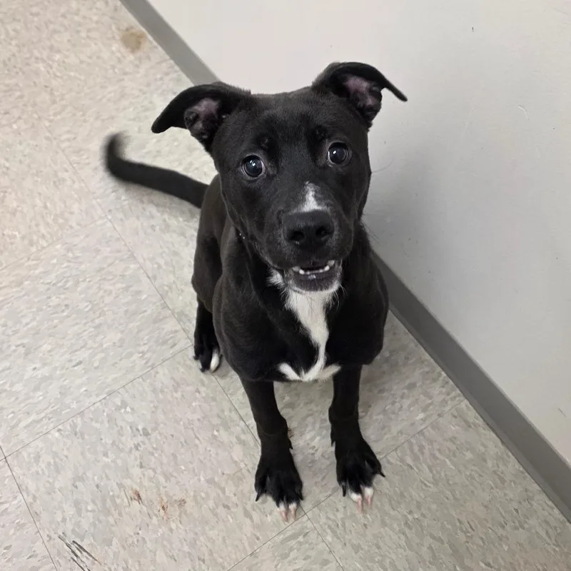 A young medium-sized male Pit Bull Terrier dog named Manchester for adoption in Chatham, VA