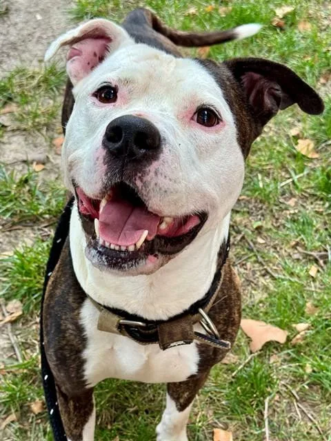A young large-sized male Terrier dog named Arthur for adoption in Olivette, MO
