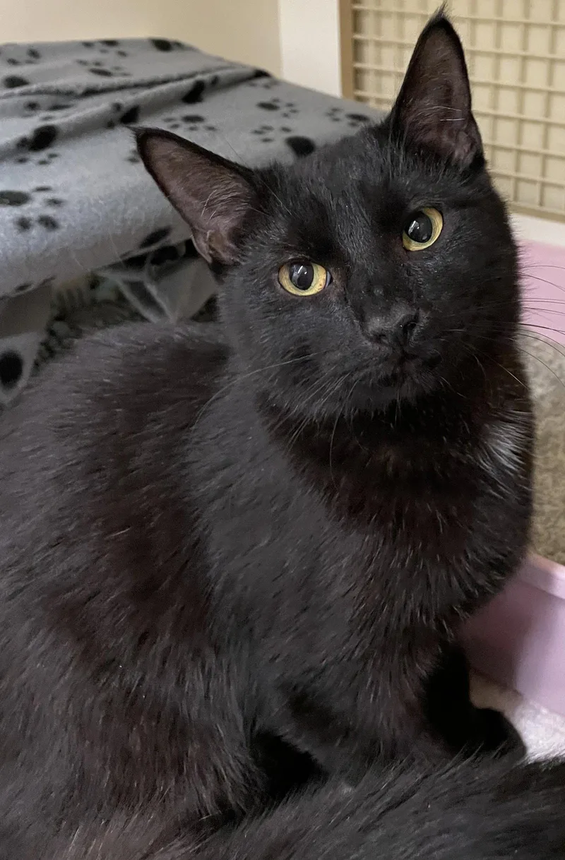 A baby medium-sized male Black Domestic Short Hair cat named Van Helsing for adoption in Island Lake, IL