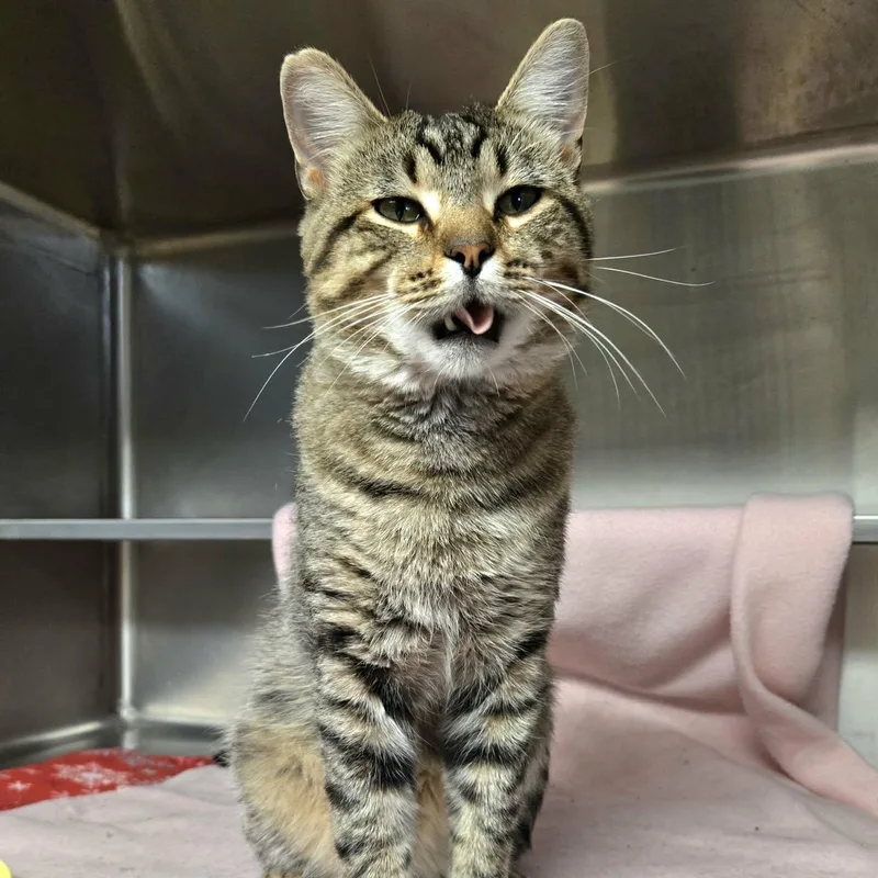 A young medium-sized male Tabby (Brown / Chocolate) Domestic Short Hair cat named AlexAt Petco for adoption in Watertown, WI