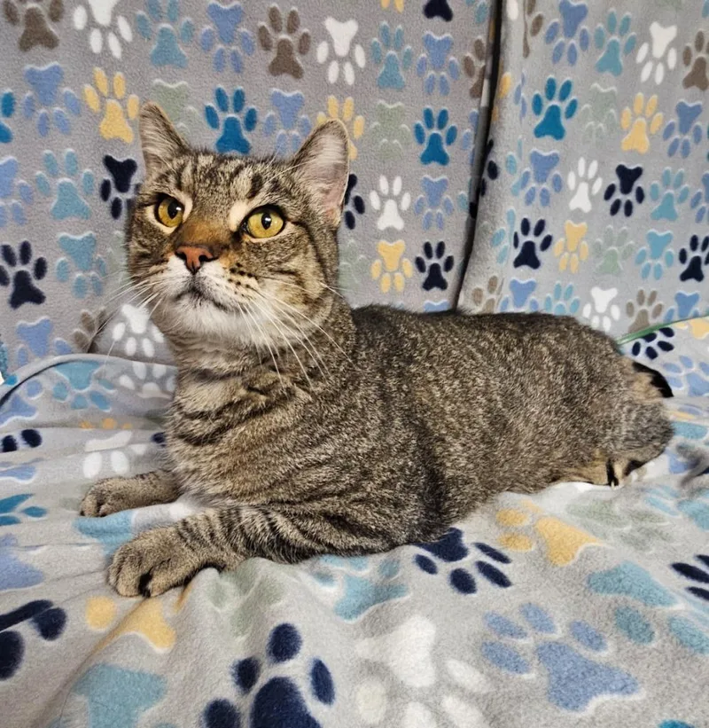 An adult medium-sized male Domestic Short Hair cat named Nick for adoption in Wabash, IN