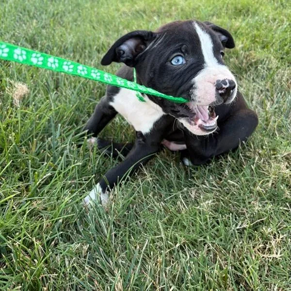 A baby small-sized male American Staffordshire Terrier dog named Brick for adoption in Jasper, IN