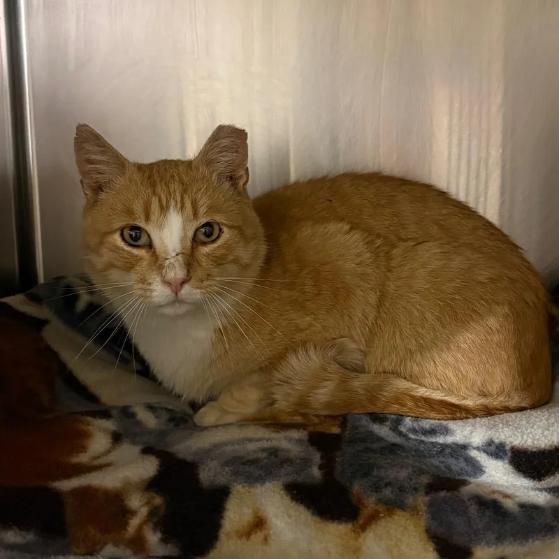 An adult medium-sized male Orange / Red Domestic Short Hair cat named Kirkland Dr. for adoption in York, PA