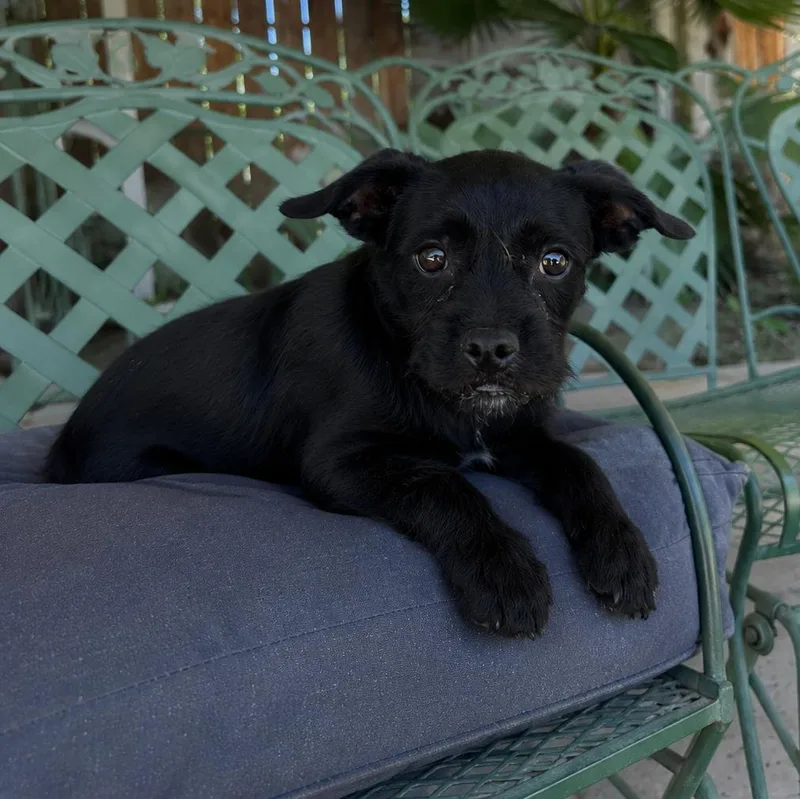 A baby small-sized male Black Miniature Schnauzer dog named Skipper for adoption in Lathrop, CA
