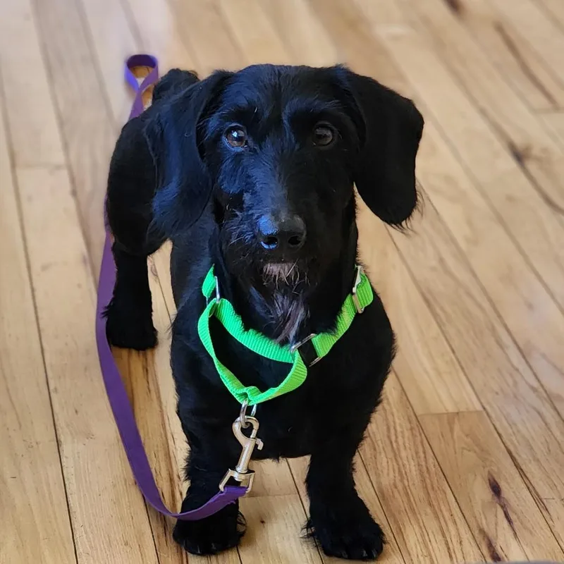 An adult small-sized male Black Miniature Dachshund dog named Myles for adoption in Toms Brook, VA