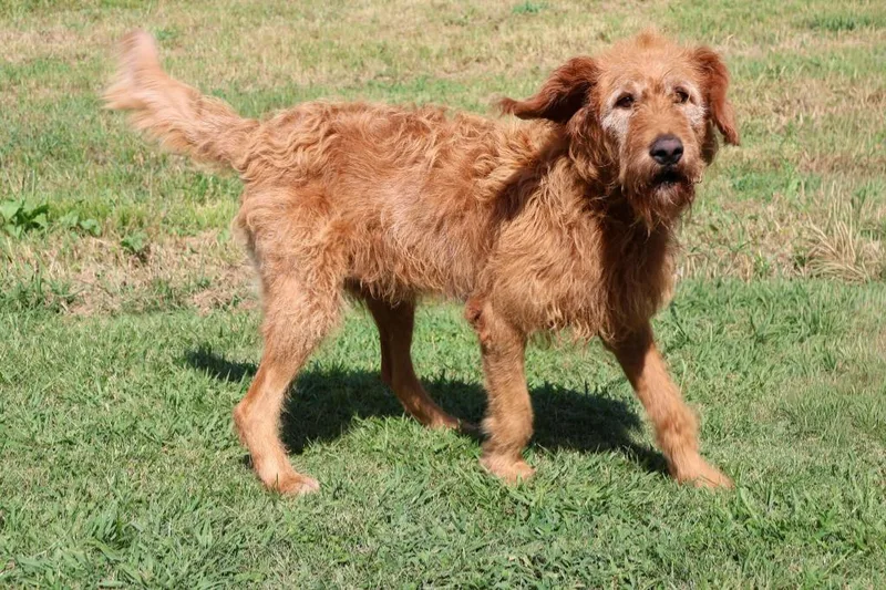 An adult large-sized male Mixed Breed dog named Tarzan for adoption in Columbia, TN