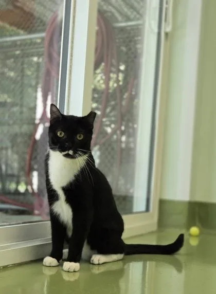 An adult large-sized male Domestic Short Hair cat named Prince Parker for adoption in Batavia, OH