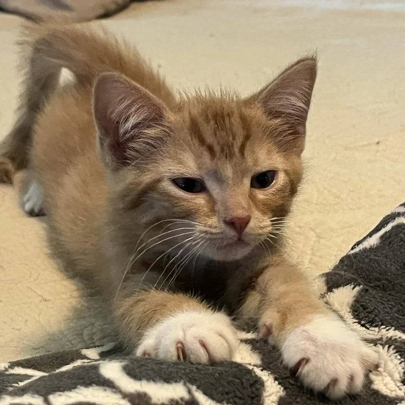 A baby small-sized male Orange / Red Domestic Short Hair cat named Flint for adoption in Gloucester, VA
