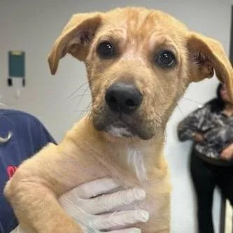 A young medium-sized female Brown / Chocolate Black Mouth Cur dog named Millie Muffin for adoption in Cleveland, MS