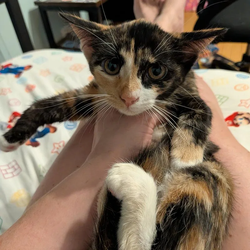 A baby small-sized female Tortoiseshell Domestic Short Hair cat named Eve for adoption in Irwin, PA