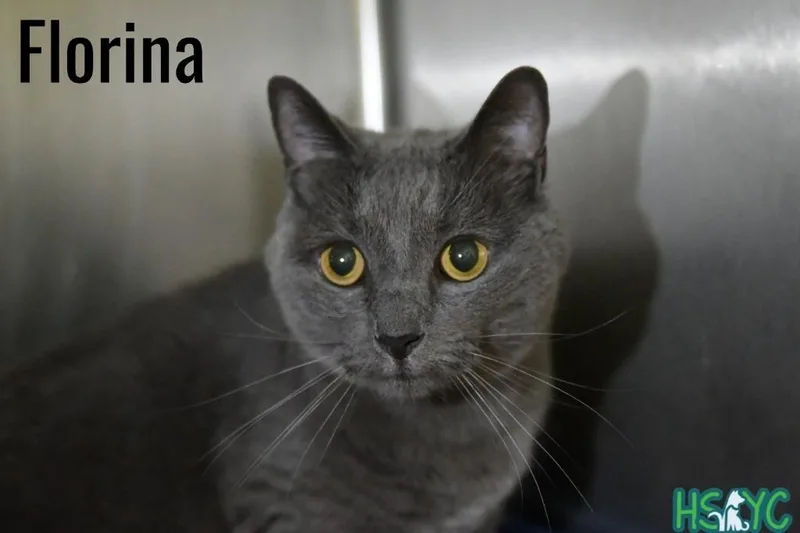 An adult medium-sized female Domestic Short Hair cat named Florina for adoption in Fort Mill, SC