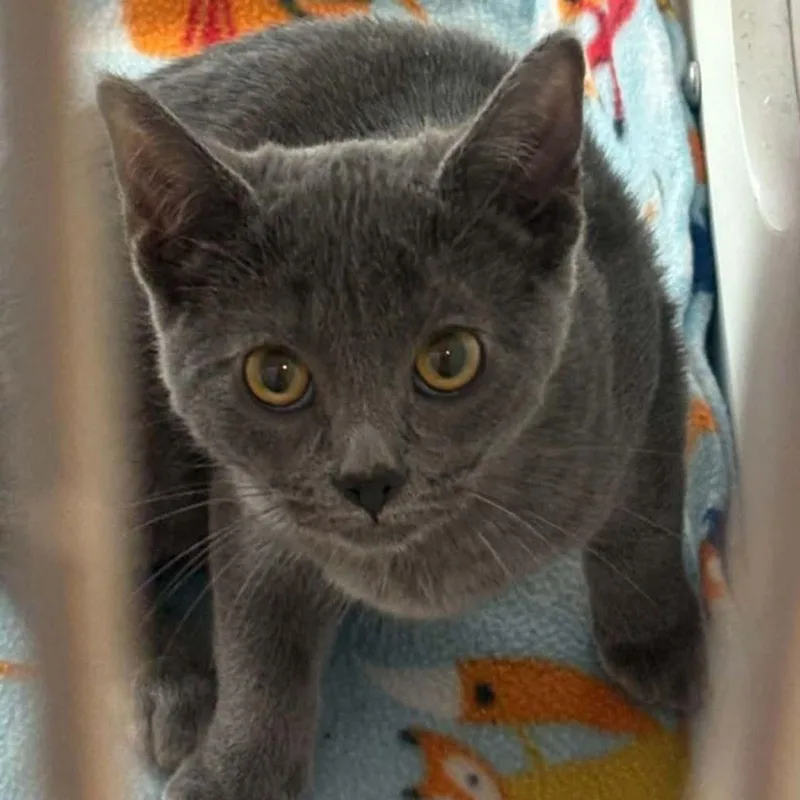 A young small-sized female Gray / Blue / Silver Domestic Short Hair cat named Minty for adoption in Kingman, AZ