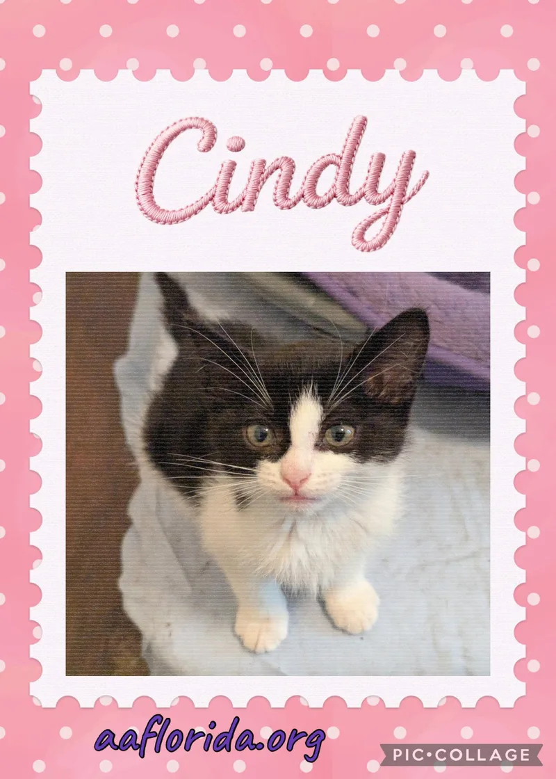 A young medium-sized female Tuxedo cat named Cindy for adoption in Pensacola, FL