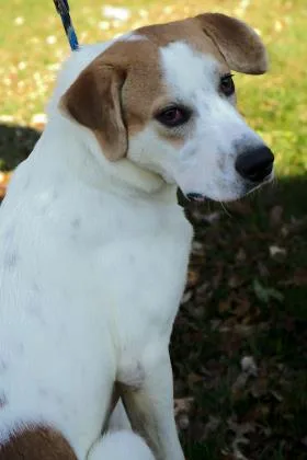 An adult large-sized male Beagle dog named Badger for adoption in Cincinnati, OH