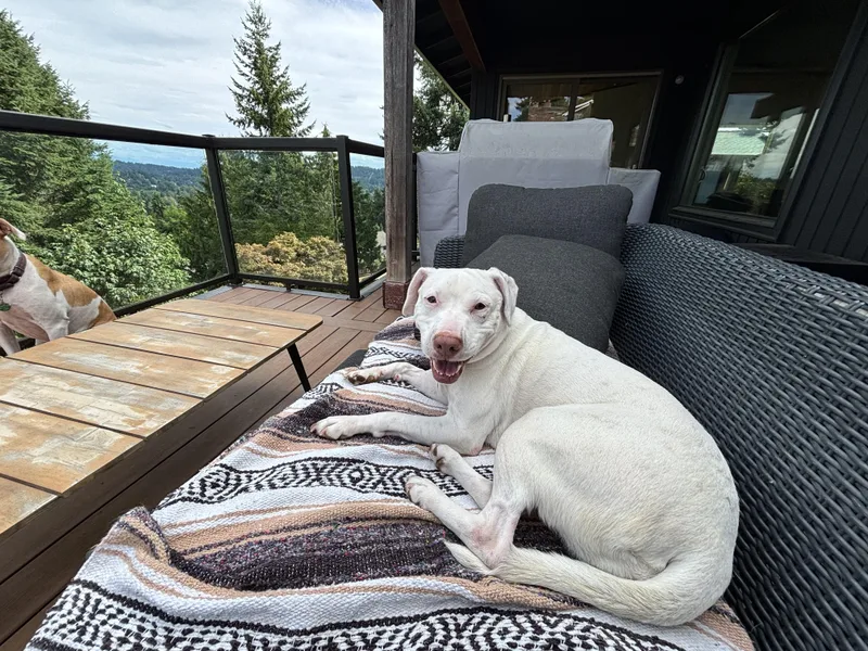 An adult medium-sized female White / Cream American Staffordshire Terrier dog named Mattie for adoption in Tomball, TX