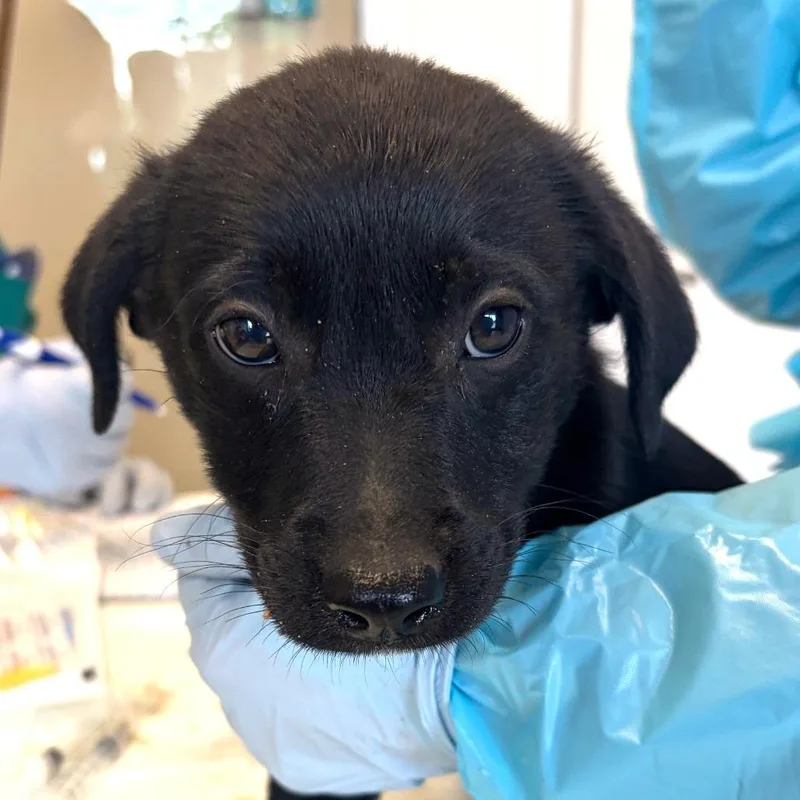 A baby small-sized male Black Terrier dog named Stilton for adoption in Nashville, TN