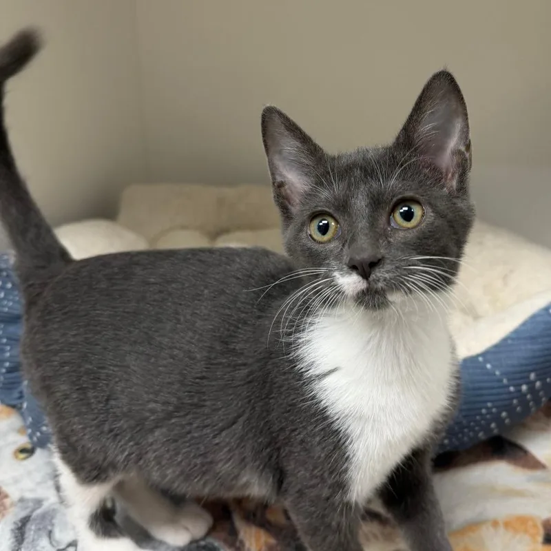A baby small-sized female Gray / Blue / Silver Domestic Short Hair cat named Samantha for adoption in Stillwater, OK