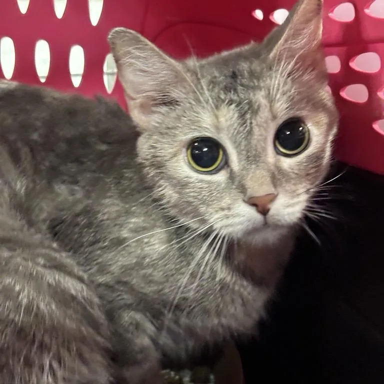 An adult medium-sized female Gray / Blue / Silver Domestic Long Hair cat named Dusty for adoption in New York, NY