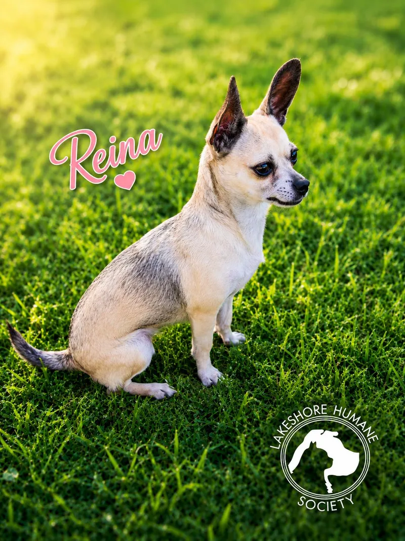 An adult small-sized female Chihuahua dog named Reina for adoption in Dunkirk, NY