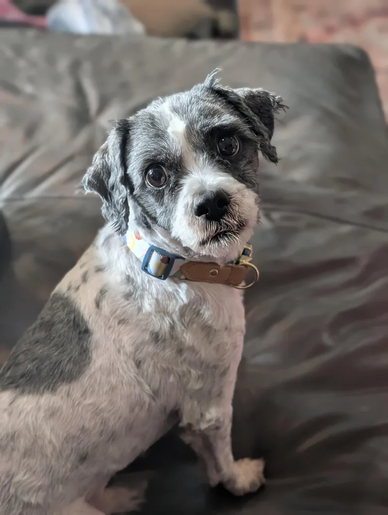 Oreo
