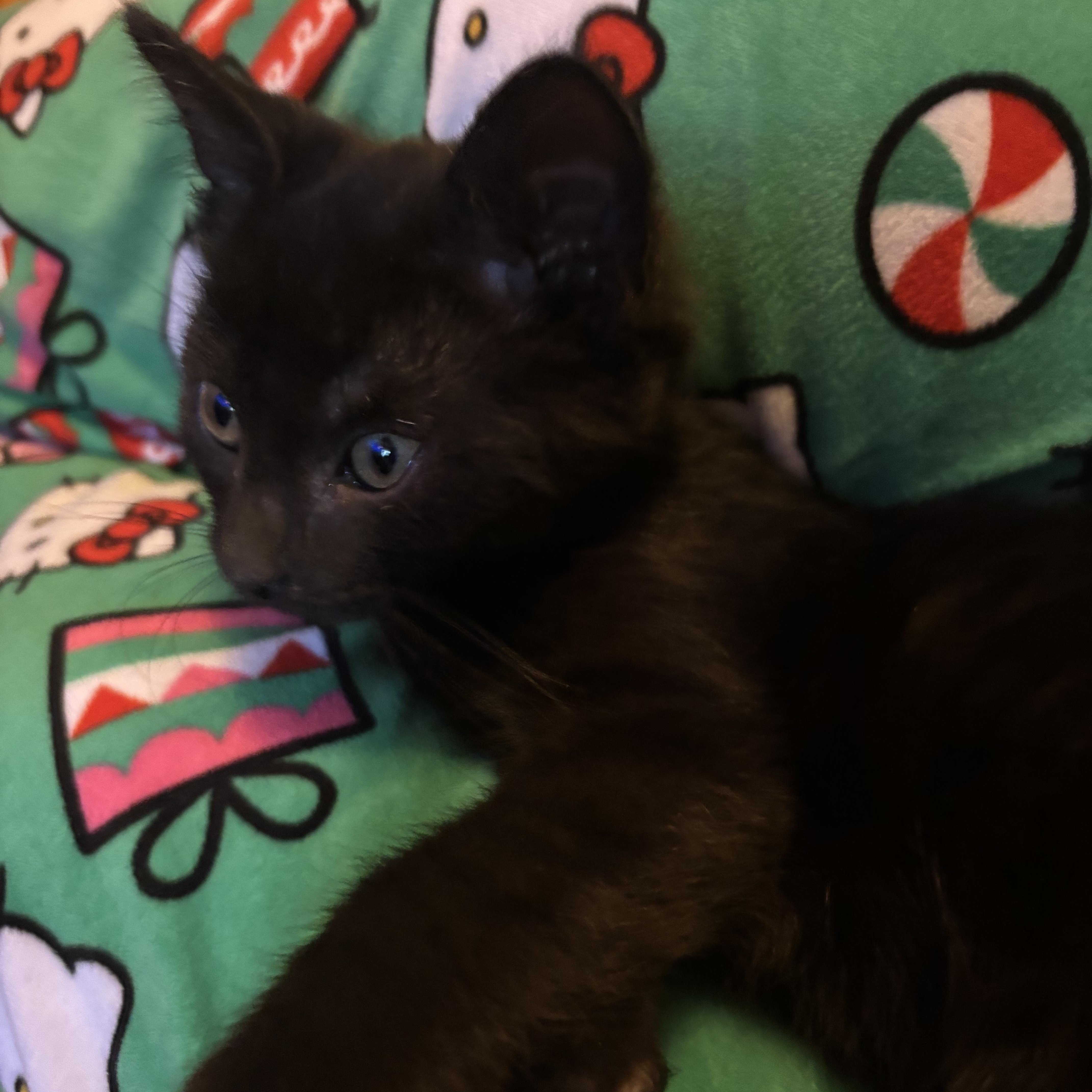 A baby medium-sized male Black Siamese cat named Joey for adoption in Avondale, PA