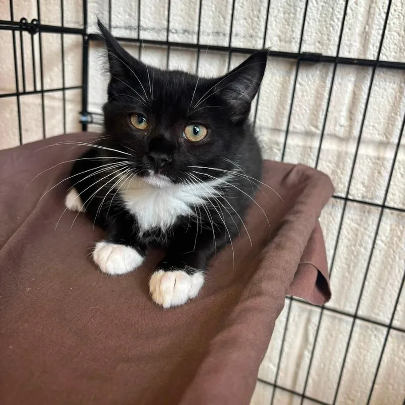 A baby small-sized female Black Domestic Short Hair cat named Checkers for adoption in Waynesboro, PA