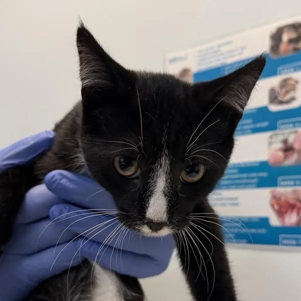 A baby small-sized male Domestic Short Hair cat named Blaze for adoption in San Diego, CA