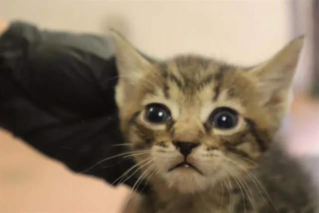 A baby small-sized male Domestic Short Hair cat named Tucker for adoption in Columbia, SC
