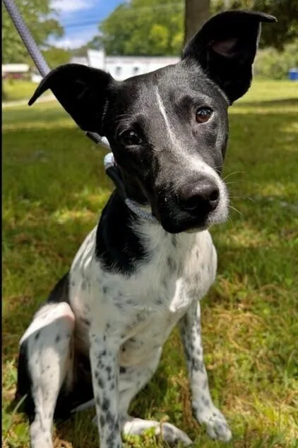 Maya