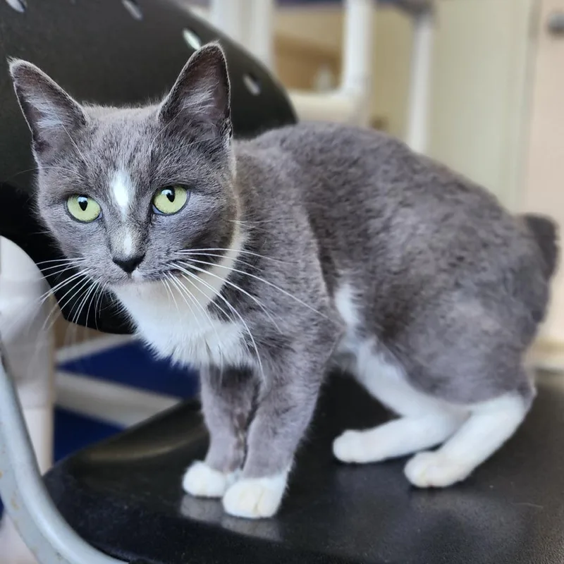 A young medium-sized female Gray / Blue / Silver American Shorthair cat named London for adoption in Columbus, NC