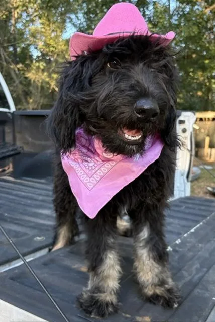 A baby large-sized female Labradoodle dog named Bestie for adoption in Fosters, AL