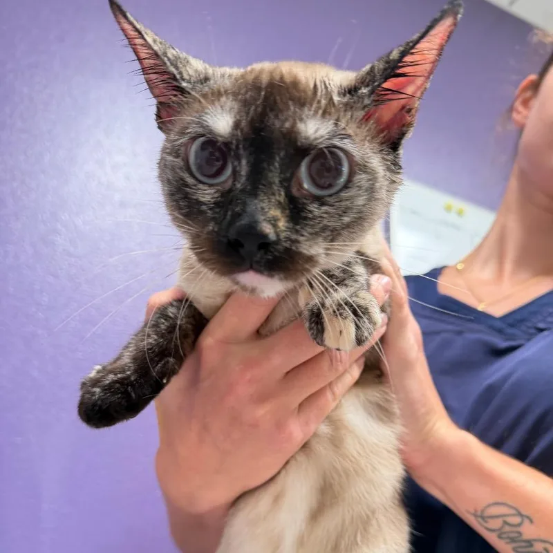 An adult medium-sized female Brown / Chocolate Siamese cat named Toes for adoption in Englewood, FL