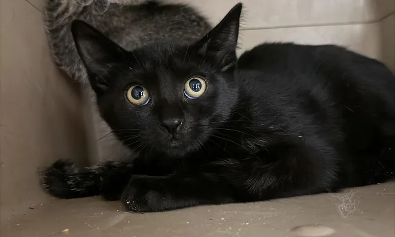 A baby small-sized male Domestic Short Hair cat named Tabasco for adoption in Salmon, ID