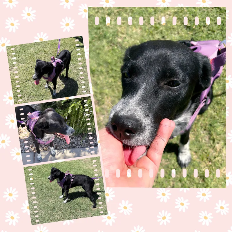 A young medium-sized female Black Rhodesian Ridgeback dog named Awesome Allie for adoption in Queen Creek, AZ