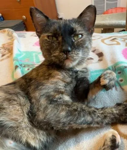 A young medium-sized female Domestic Short Hair cat named Miracle for adoption in Verona, WI
