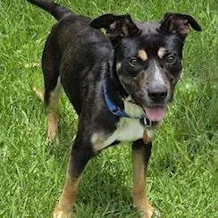 A young medium-sized male Black Australian Kelpie dog named Big Mac for adoption in Lucedale, MS
