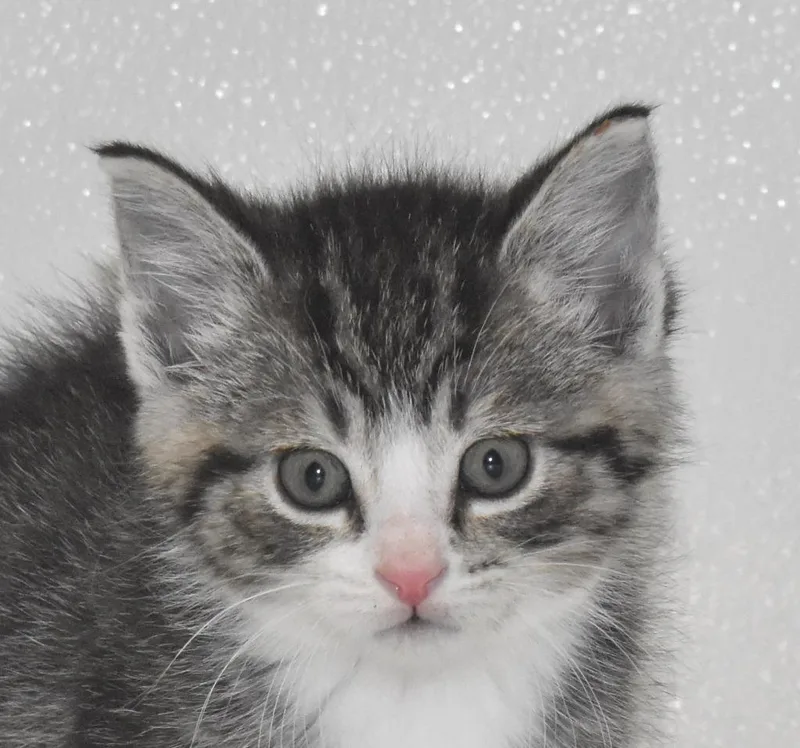 A baby large-sized male Domestic Short Hair cat named Stimpy for adoption in Springfield, OH