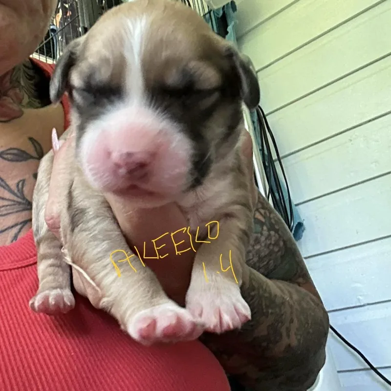 A baby medium-sized male Brown / Chocolate Yellow Labrador Retriever dog named NY Akeeko Avail Jul for adoption in Eastford, CT