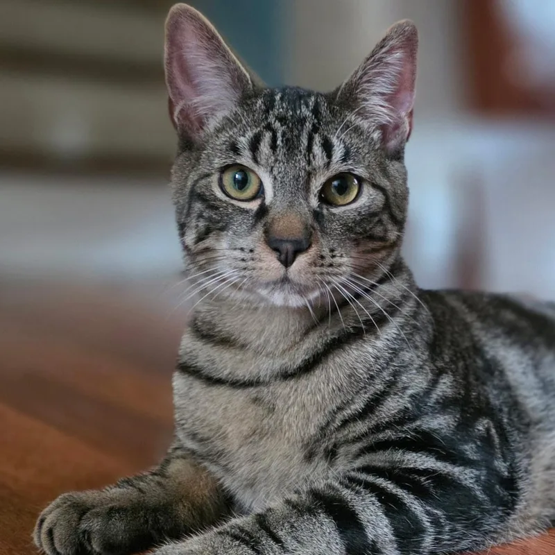 A baby medium-sized male Gray / Blue / Silver Domestic Short Hair cat named Anchovy for adoption in Norwalk, CT