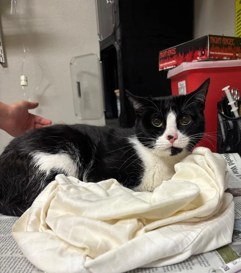 An adult medium-sized female Domestic Short Hair cat named Zonia for adoption in Sorrento, LA