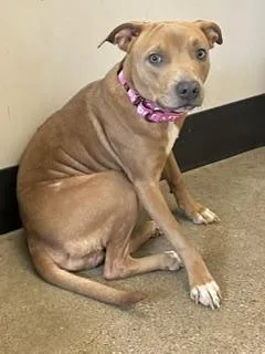 A young medium-sized female Brown / Chocolate Pit Bull Terrier dog named Velma for adoption in Cleveland, OH