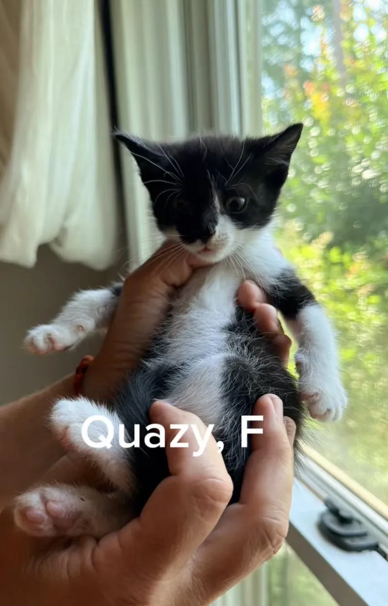 Quazy