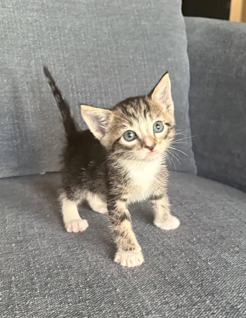 A baby medium-sized male Tabby (Brown / Chocolate) Domestic Short Hair cat named Mike for adoption in Fruit Heights, UT
