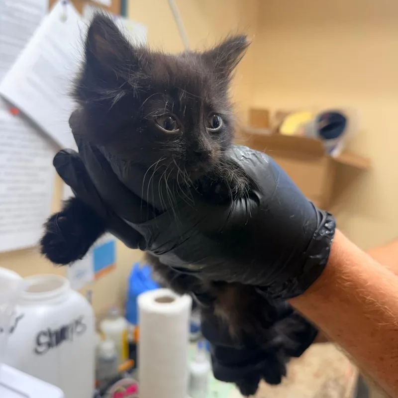 A baby small-sized female Domestic Long Hair cat named Tilly for adoption in Corinth, MS